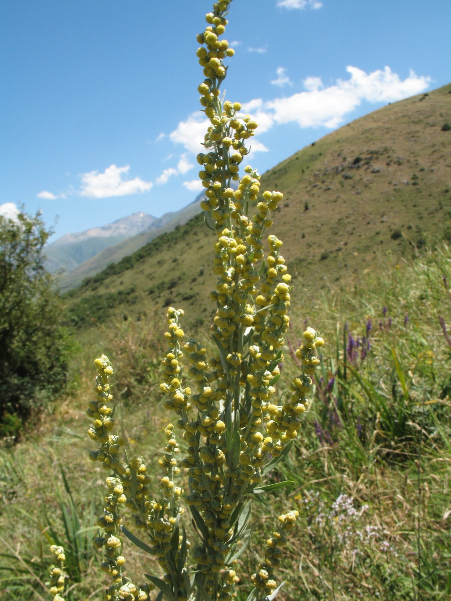 Изображение особи Artemisia absinthium.