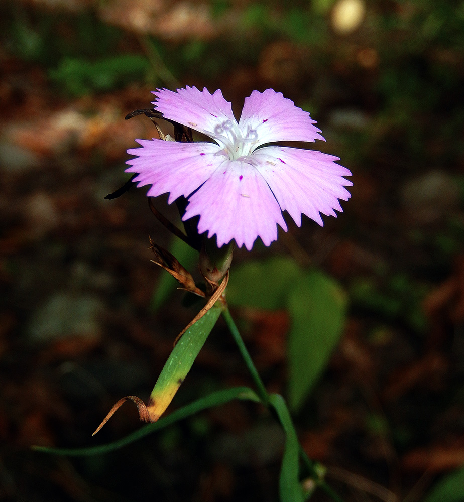 Изображение особи Dianthus caucaseus.