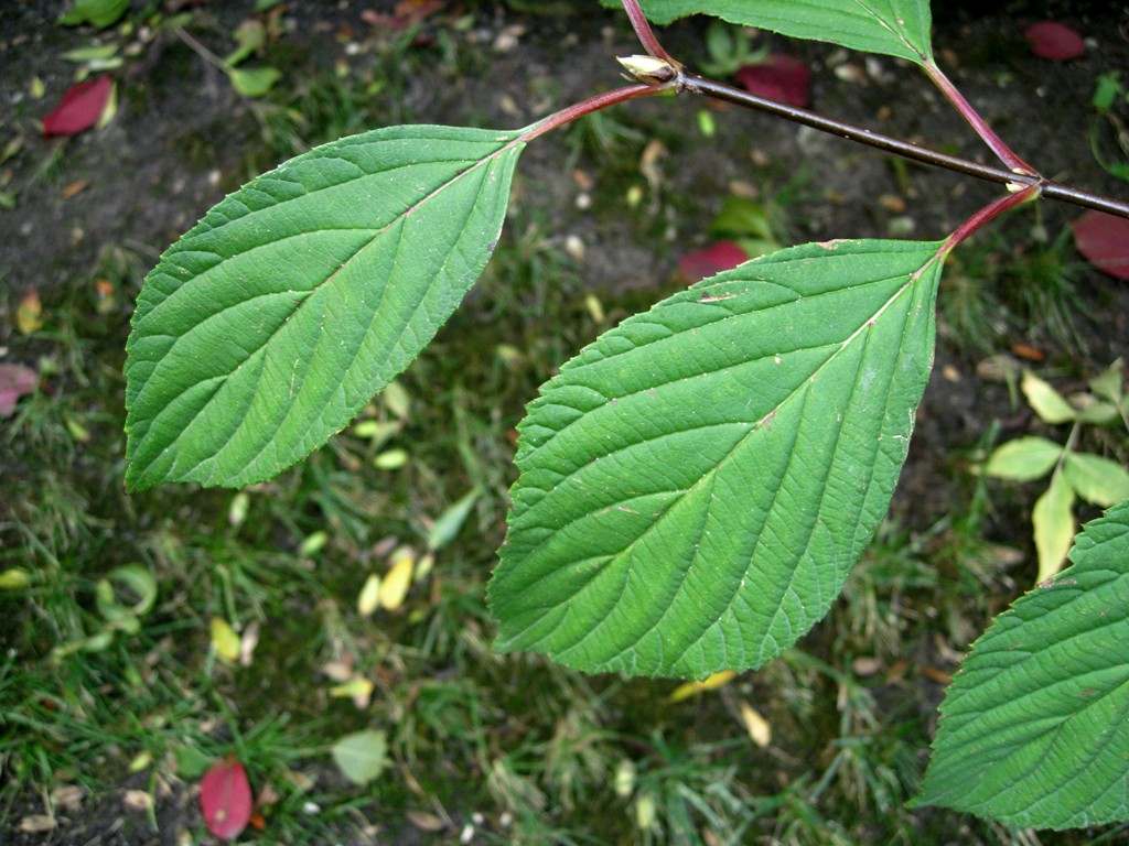 Image of Viburnum × bodnantense specimen.