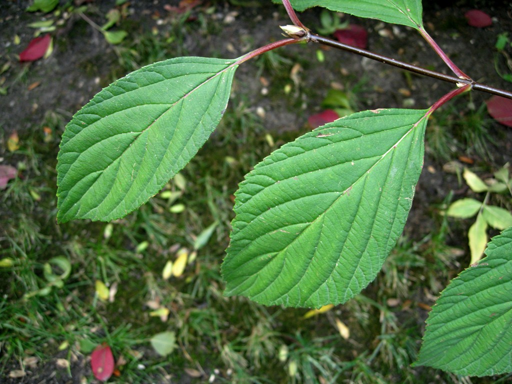 Image of Viburnum &times; bodnantense specimen.