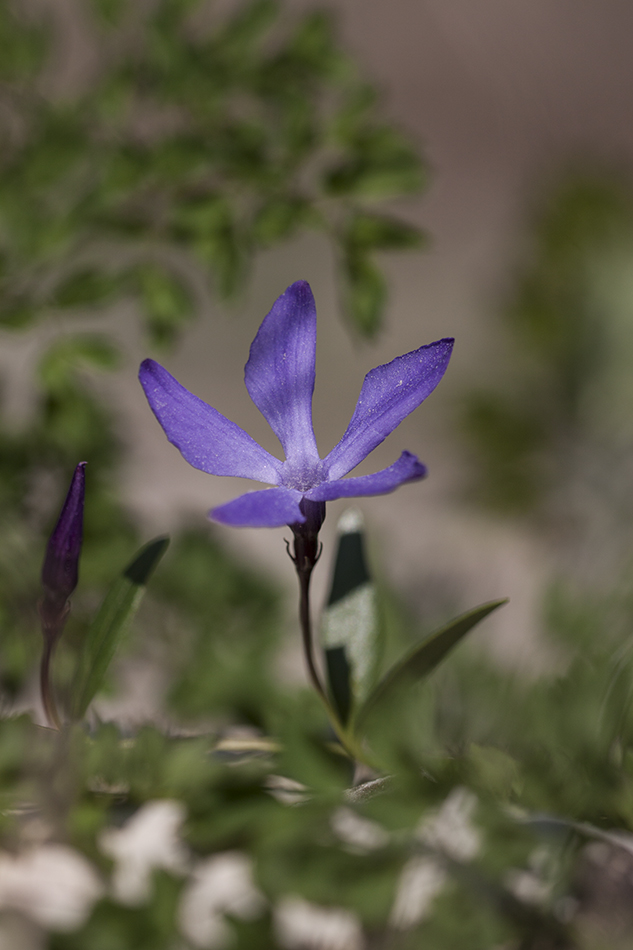 Изображение особи Vinca herbacea.