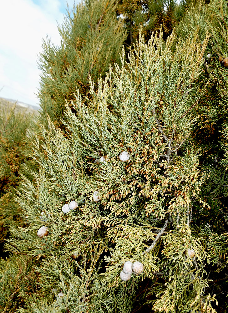 Image of Juniperus excelsa specimen.