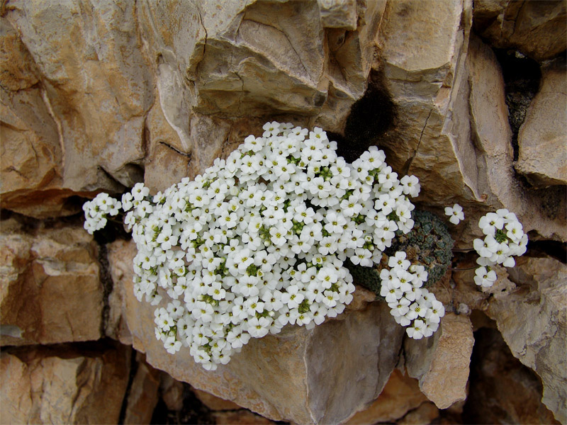 Image of Draba ossetica specimen.