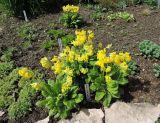 Primula macrocalyx