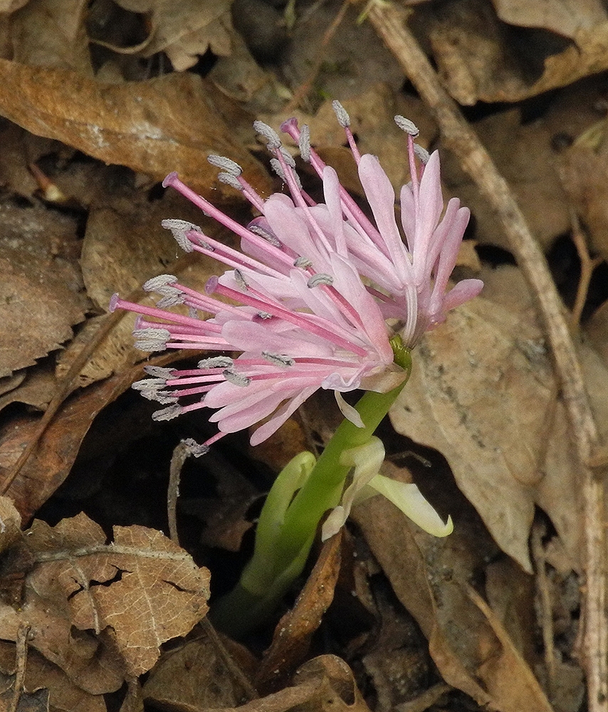 Image of Heloniopsis orientalis specimen.