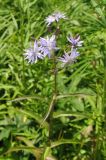 Lactuca sibirica