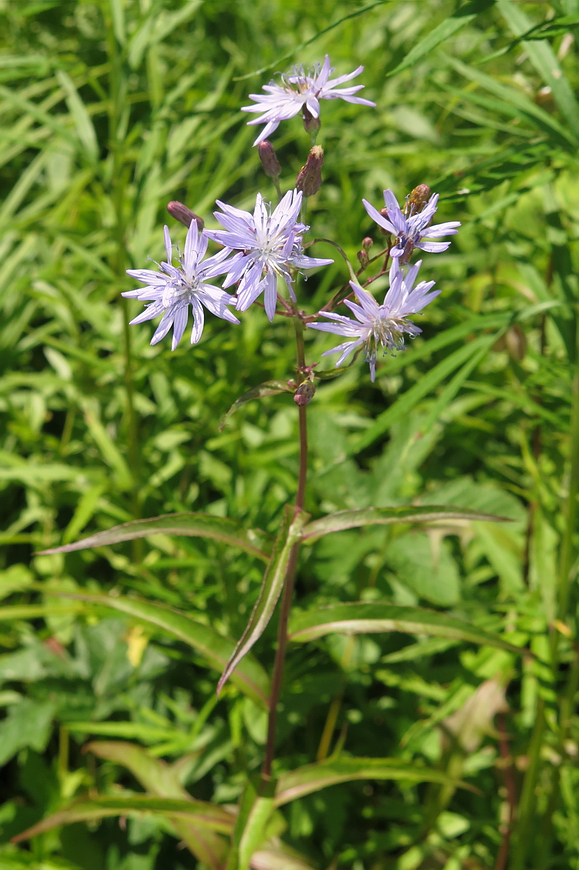 Image of Lactuca sibirica specimen.
