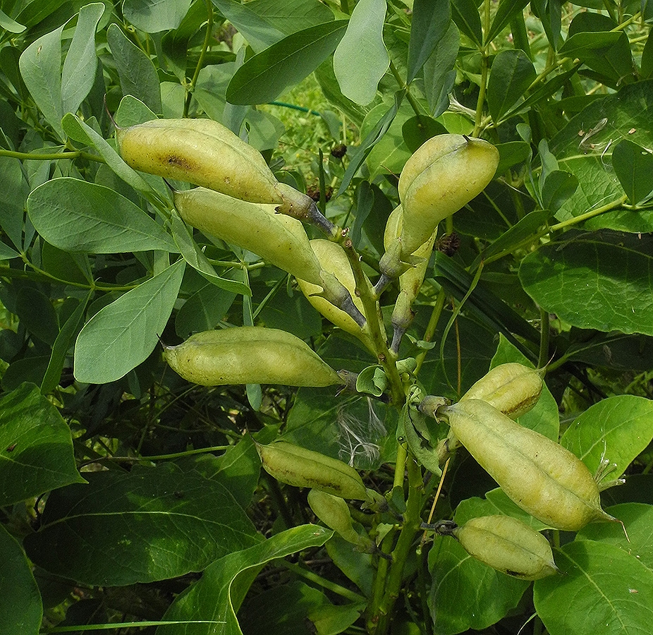 Image of Baptisia australis specimen.