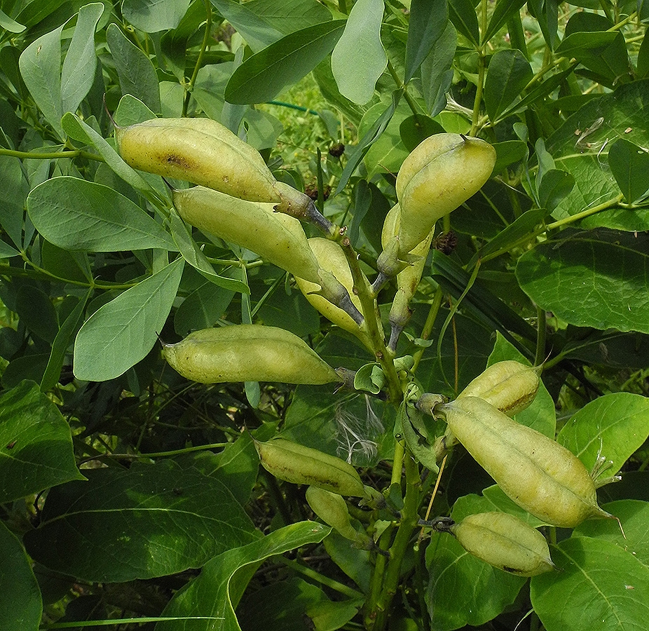 Изображение особи Baptisia australis.