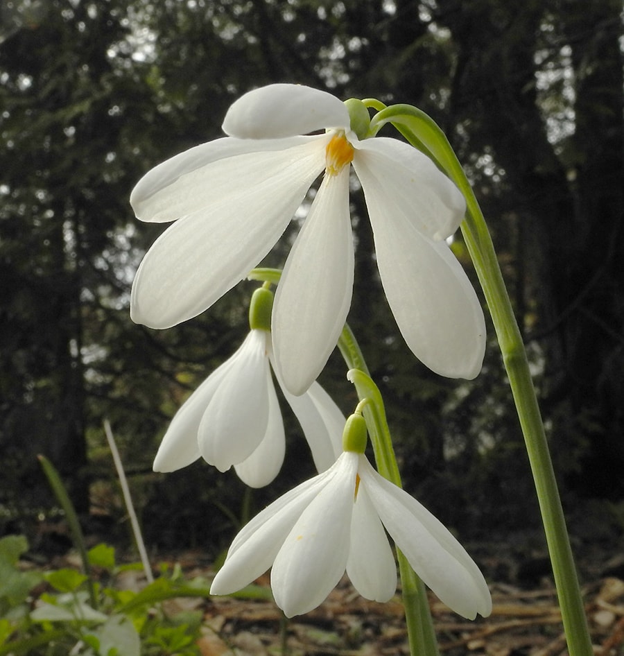 Изображение особи Galanthus nivalis.