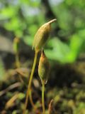 Polytrichum juniperinum