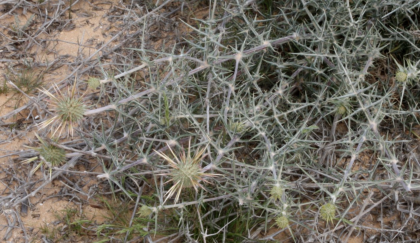 Image of Echinops spinosissimus ssp. spinosus specimen.