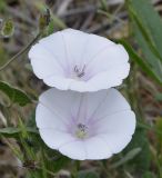 Convolvulus betonicifolius. Цветки. Греция, Халкидики, окр. с. Неа Потидеа (Νέα Ποτίδαια), обочина дороги. 13.05.2017.