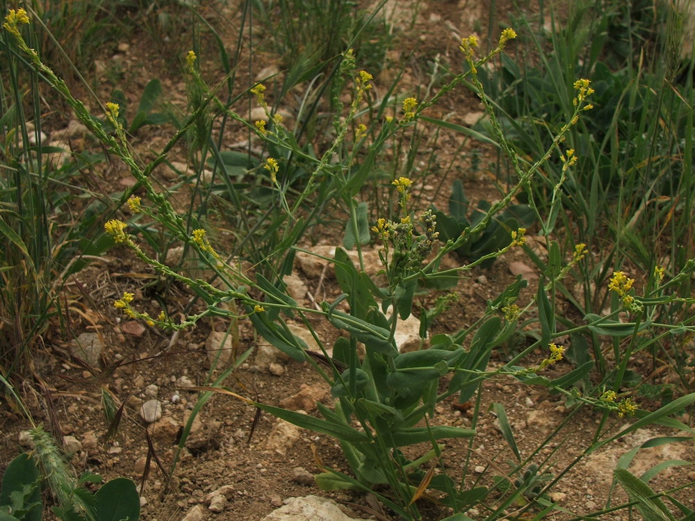 Image of Myagrum perfoliatum specimen.