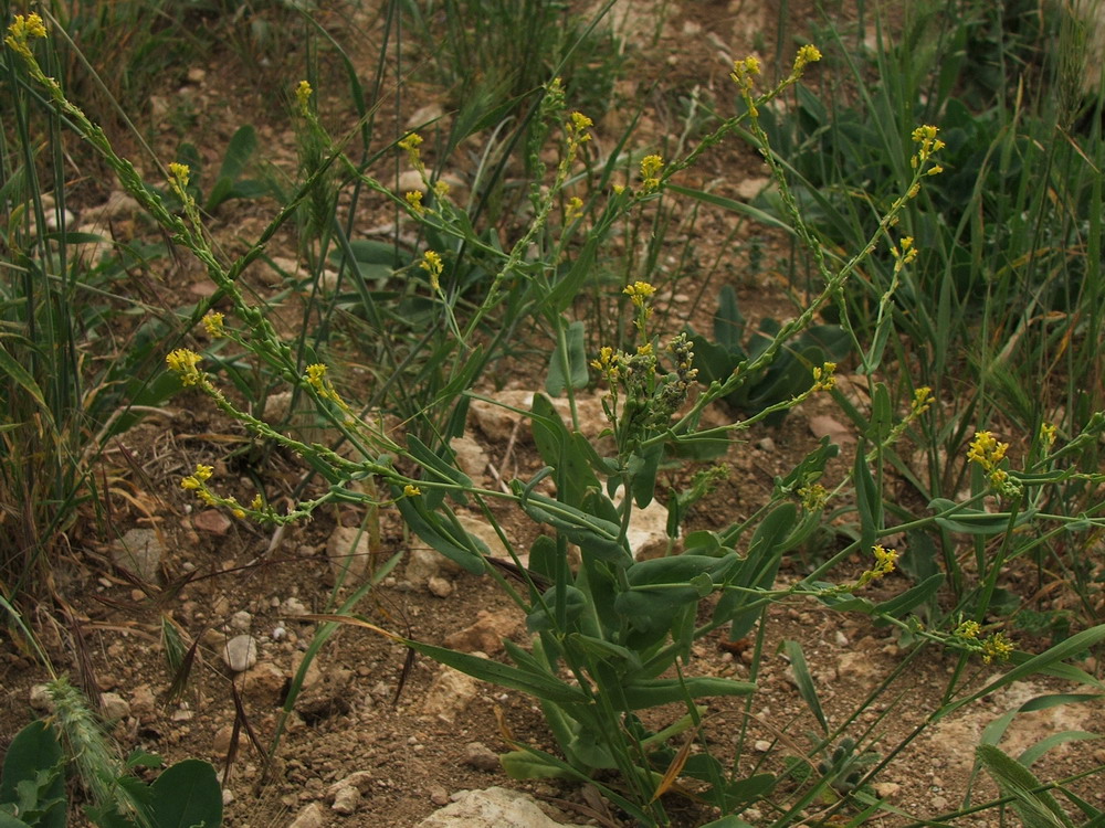 Изображение особи Myagrum perfoliatum.