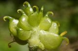 Ranunculus crimaeus