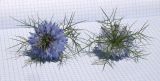 Nigella damascena