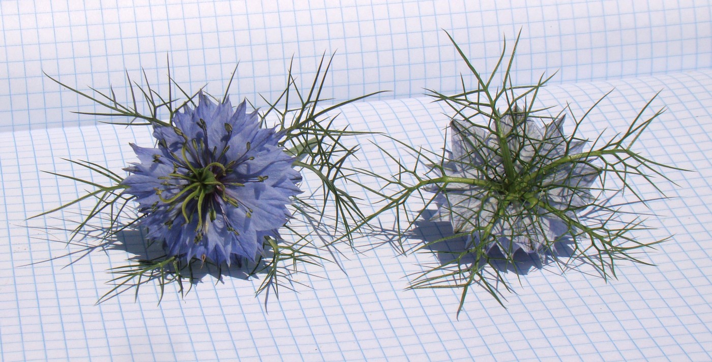 Image of Nigella damascena specimen.