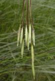 Stipa lessingiana