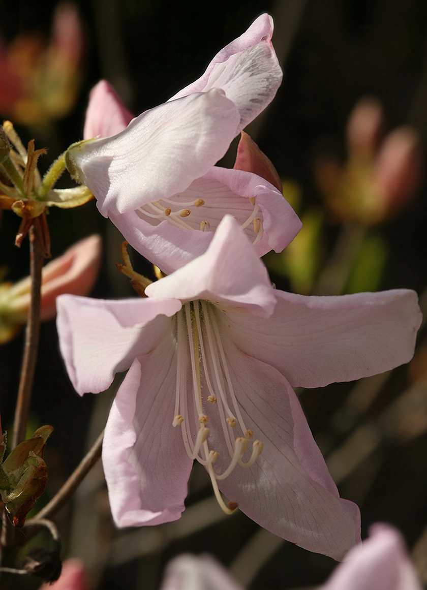 Изображение особи Rhododendron schlippenbachii.