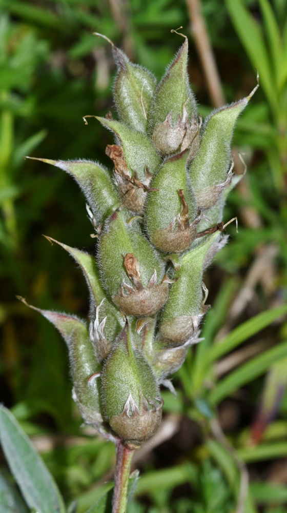 Image of Oxytropis ruthenica specimen.