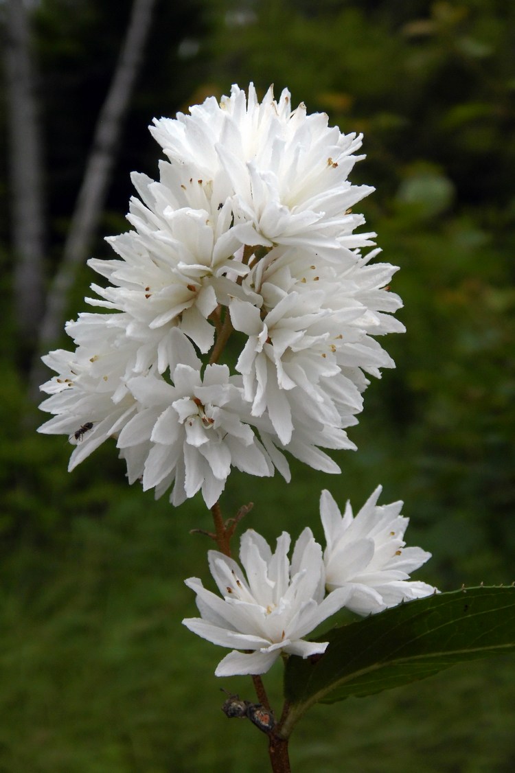 Image of Deutzia scabra specimen.