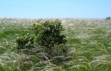 genus Rosa. Цветущие растения в приморской степи. Крым, Керченский п-ов, Приазовье, Караларская степь. 31.05.2017.