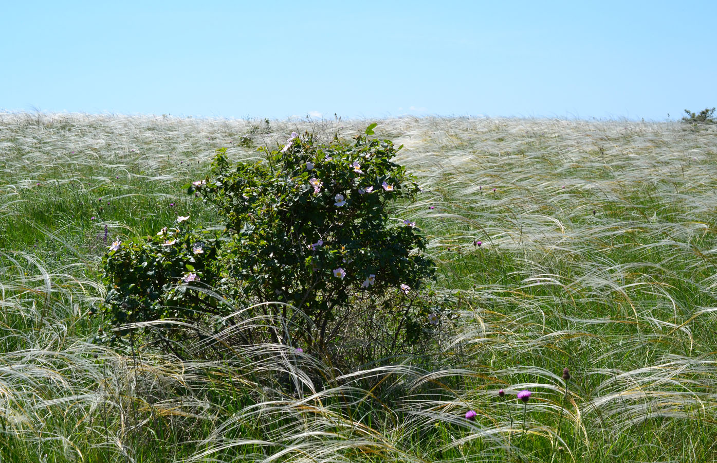 Image of genus Rosa specimen.