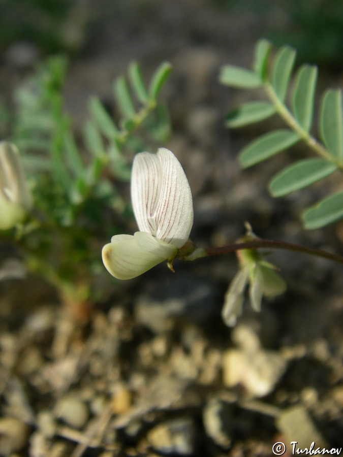 Изображение особи Astragalus guttatus.