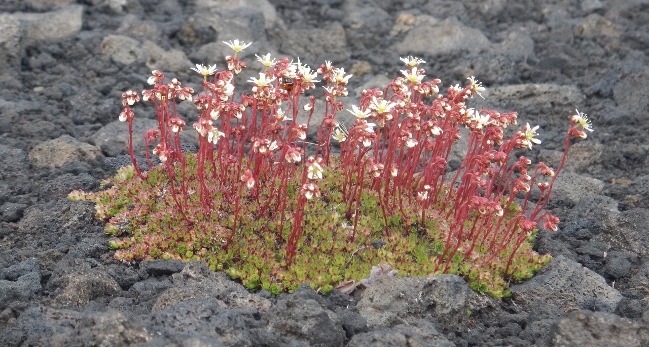 Изображение особи Saxifraga cherlerioides.