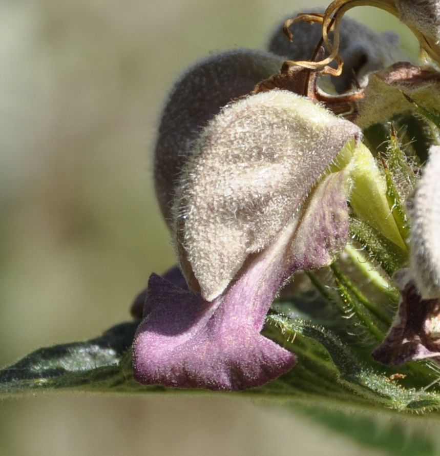 Изображение особи Phlomis samia.