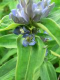 Gentiana cruciata