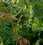 Vicia hirsuta. Часть побега в осенней окраске с незрелыми плодами. Пермский край, г. Пермь, Кировский р-н, окр. Красавинского моста, недалеко от садовых участков, около грунтовой дороги, на луговом склоне. 7 августа 2017 г.