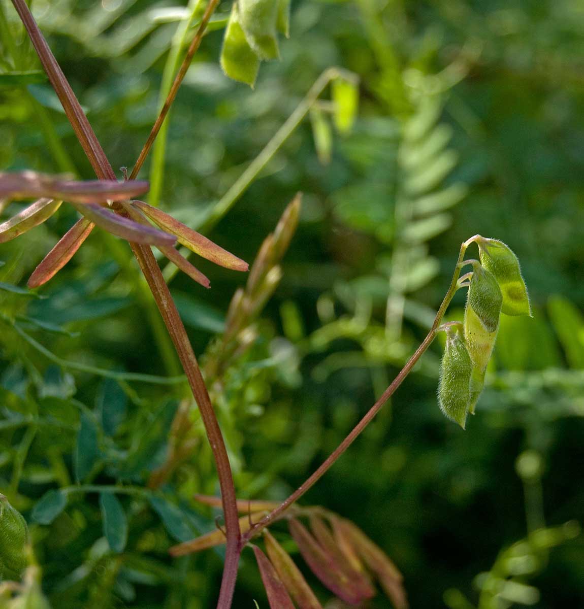 Изображение особи Vicia hirsuta.