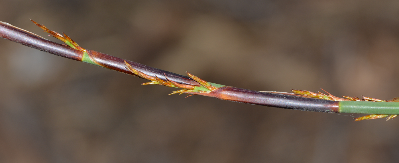 Изображение особи Elegia tectorum.