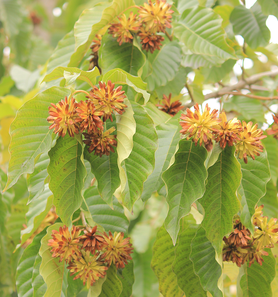 Image of Camptotheca acuminata specimen.