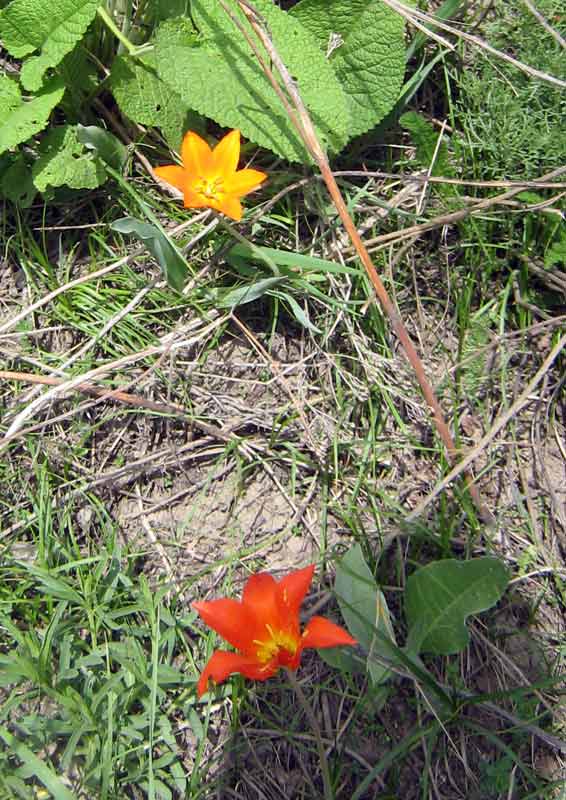 Image of Tulipa ostrowskiana specimen.