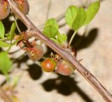 Commiphora gileadensis. Часть веточки с созревающими плодами. Израиль, впадина Мёртвого моря, киббуц Эйн-Геди. 24.04.2017.