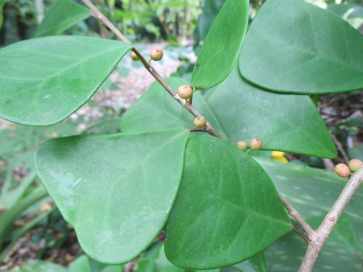 Изображение особи Ficus natalensis ssp. leprieurii.