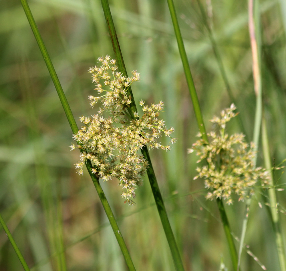 Изображение особи Juncus effusus.