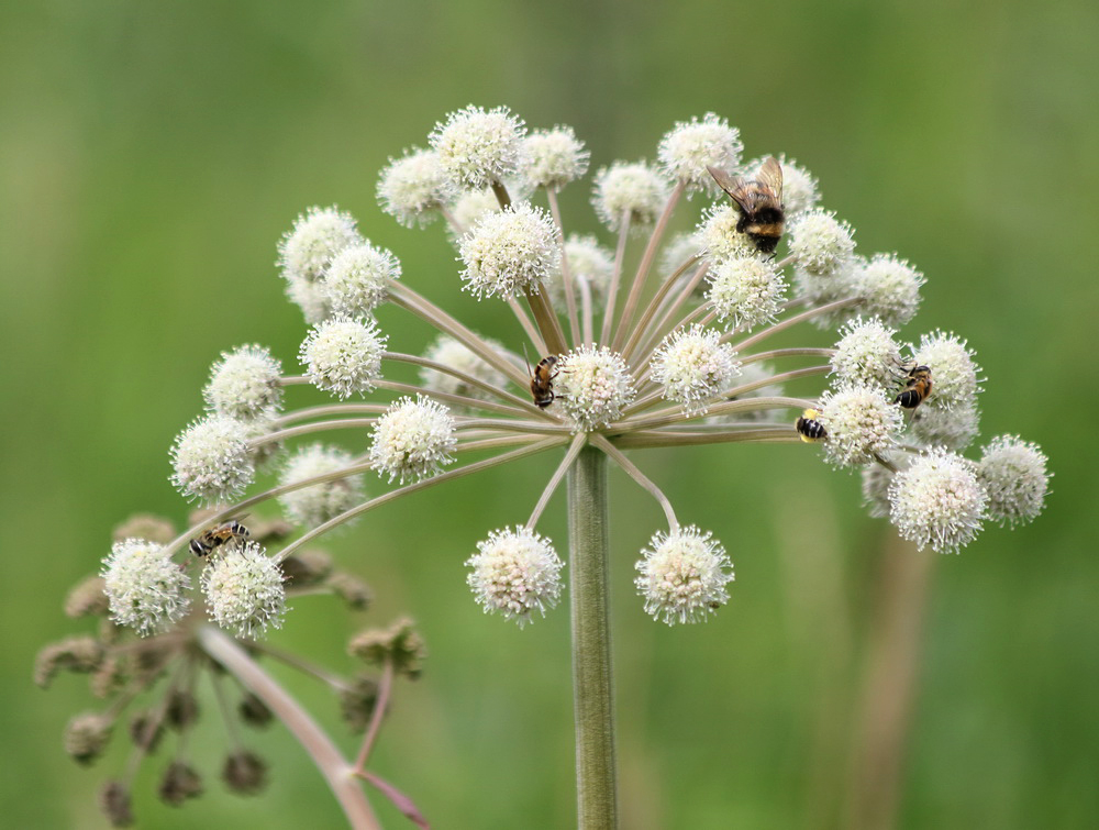 Изображение особи Angelica sylvestris.