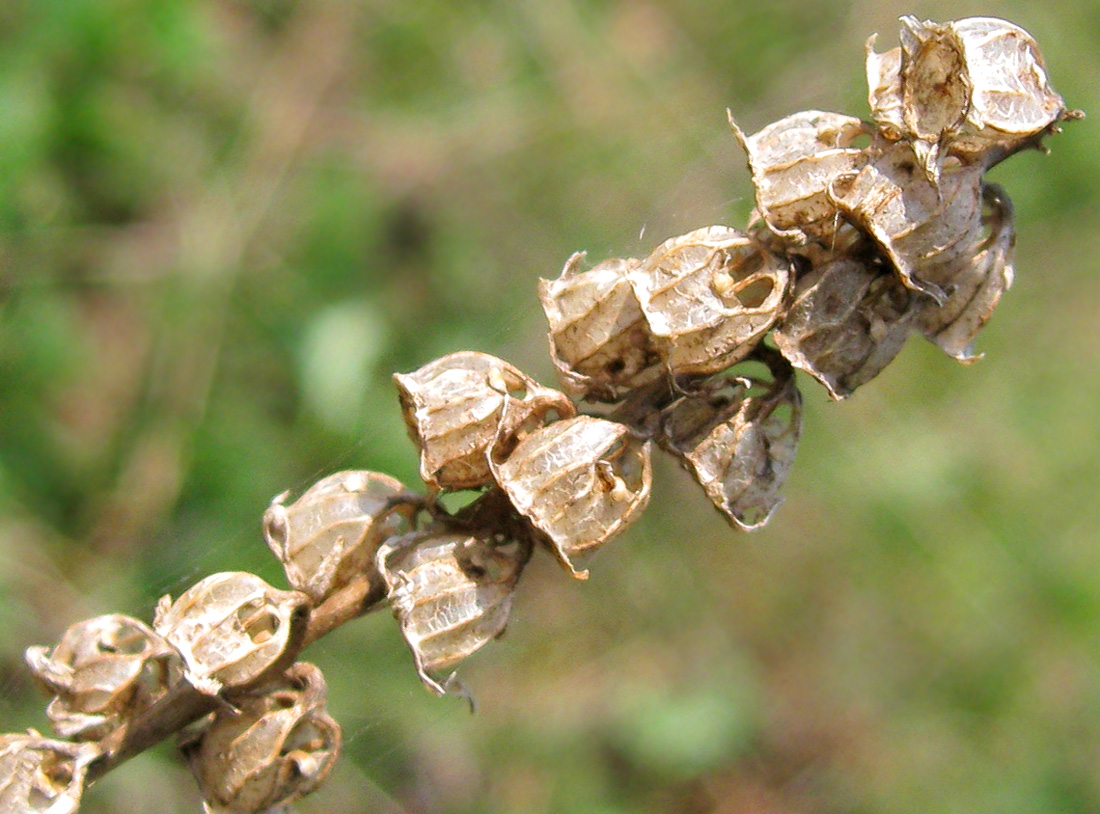 Image of Campanula bononiensis specimen.