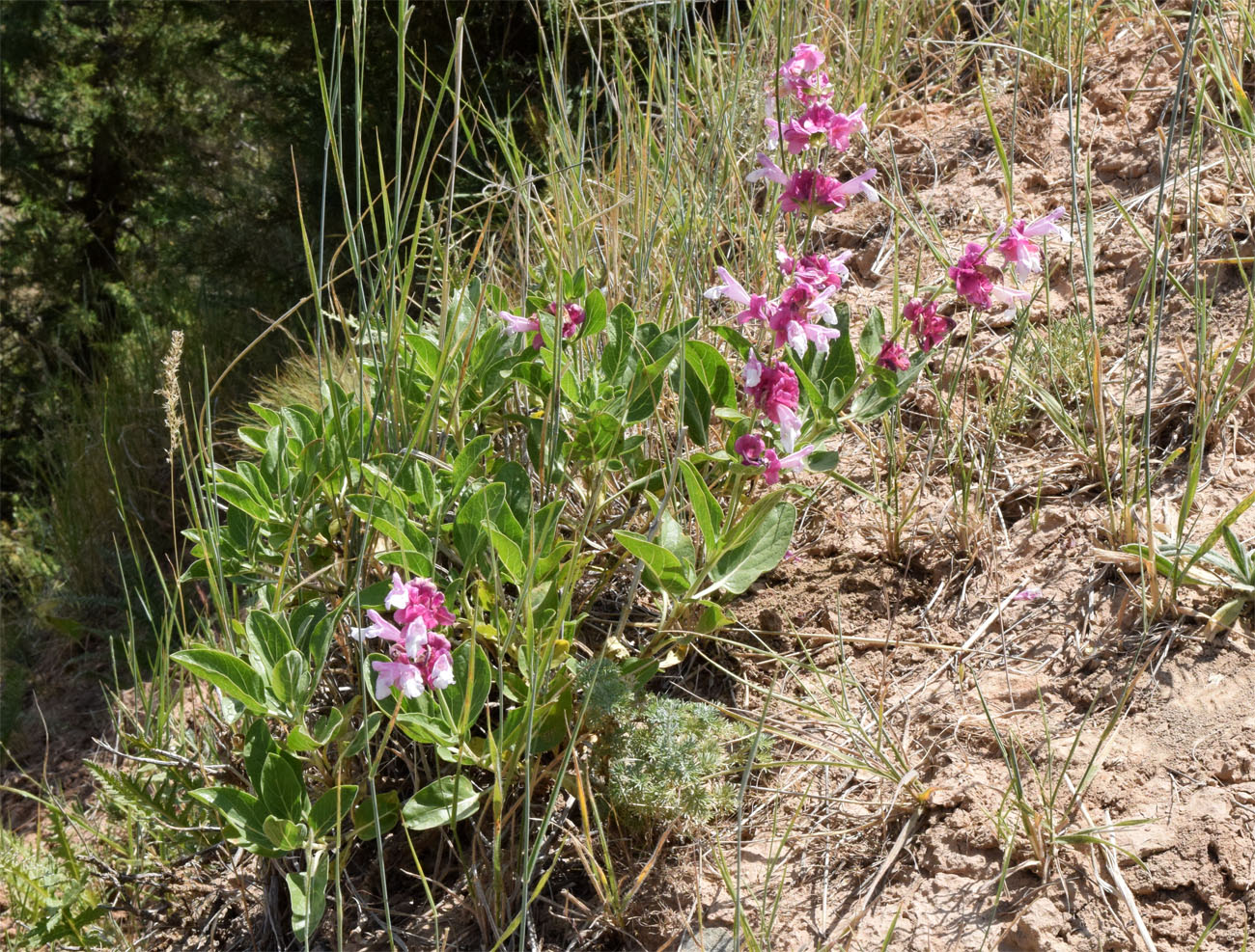 Изображение особи Salvia bucharica.