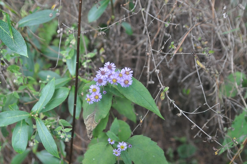 Изображение особи семейство Asteraceae.