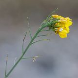 Brassica campestris