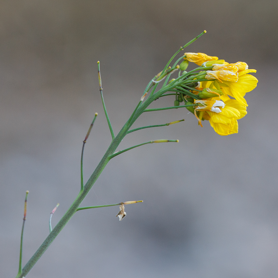 Изображение особи Brassica campestris.