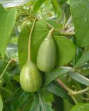 Aristolochia contorta. Часть побега с плодами на Artemisia sp. Приморский край, Хасанский р-н, окр. мыса Мраморный, разнотравный луг на приморском склоне. 31.07.2017.