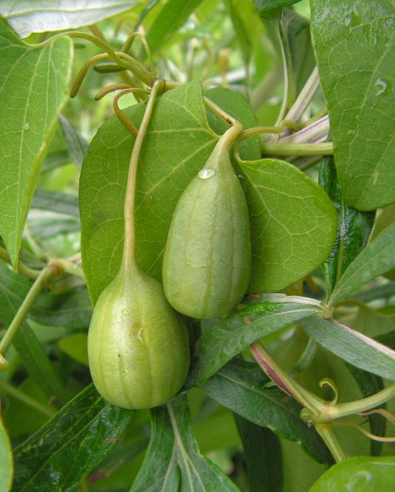 Image of Aristolochia contorta specimen.