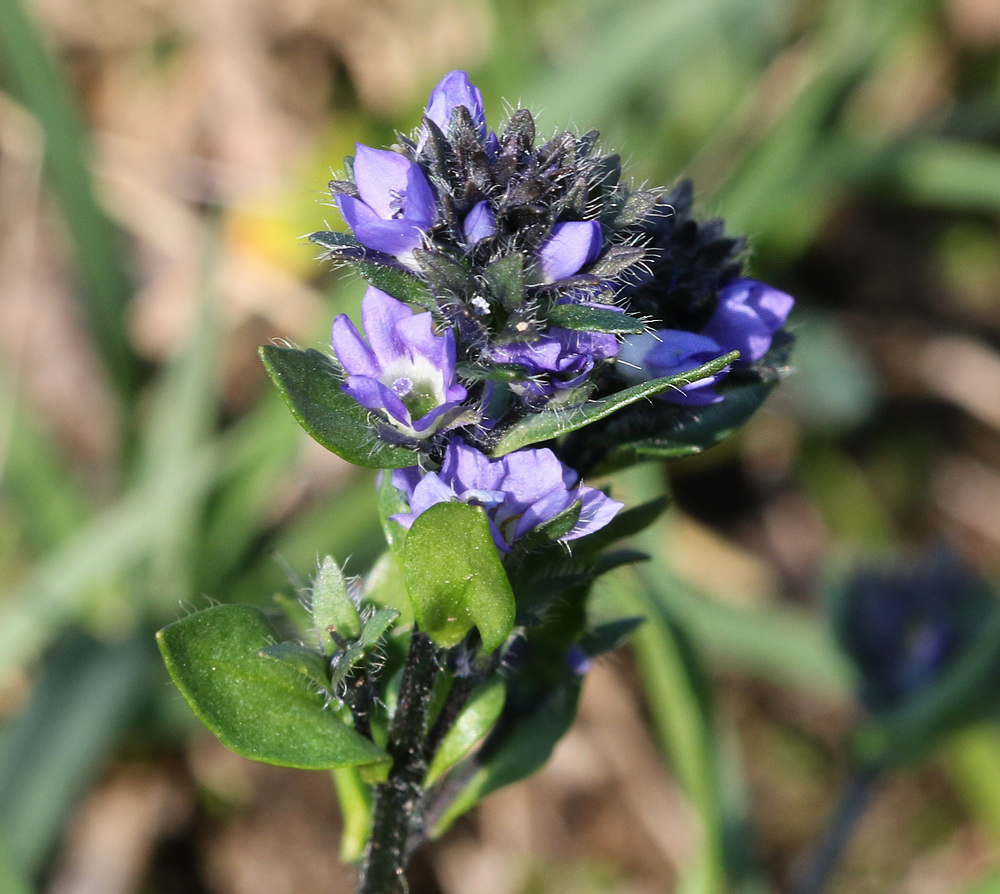 Image of Veronica alpina specimen.