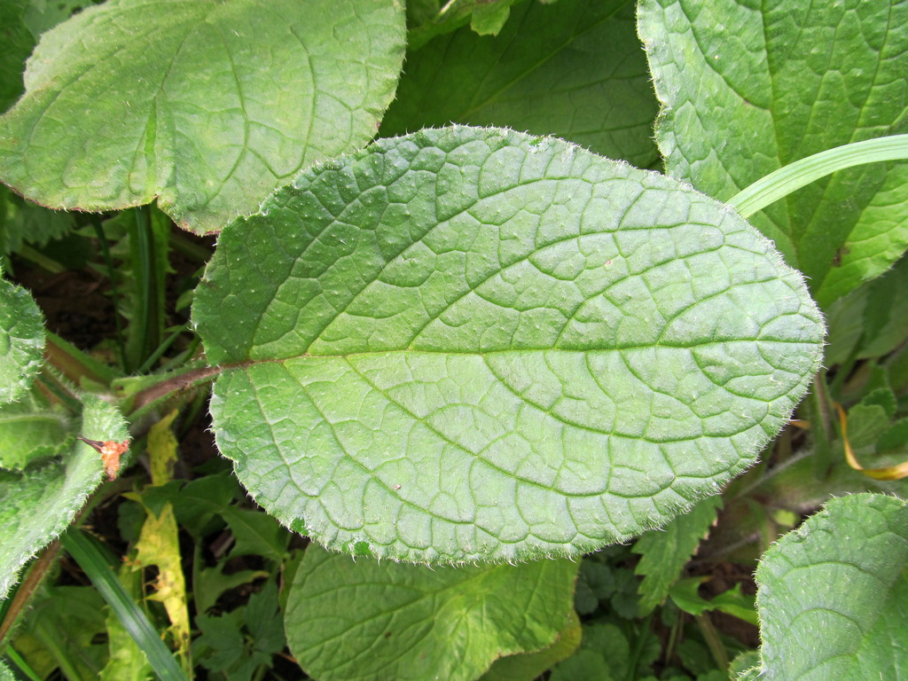 Изображение особи Borago officinalis.